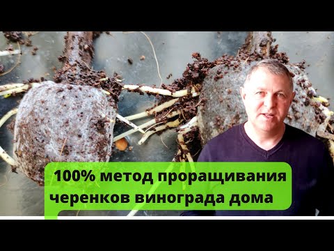 Видео: Проращивание / укоренение черенков винограда в домашних условиях. Просто, доступно, эффективно.