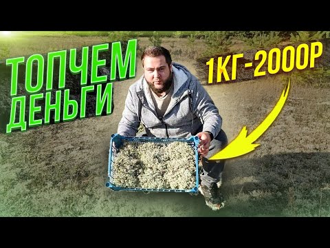 Видео: ПРИБЫЛЬНЫЙ БИЗНЕС В ДЕРЕВНЕ///ЭТИМ ЗАНИМАТЬСЯ МОЖЕТ КАЖДЫЙ!