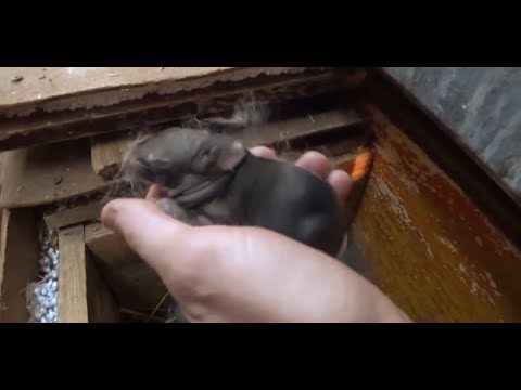 Видео: Маленькие шиншилы. Доработка кормушки