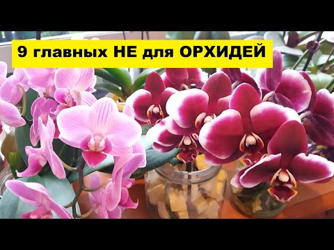 Видео: 9 ГЛАВНЫХ "НЕ ДЕЛАТЬ" ДЛЯ ОРХИДЕЙ