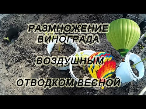 Видео: 🍇 Выращиваем саженец прямо на кусту винограда. Размножение винограда. Воздушный отводок.