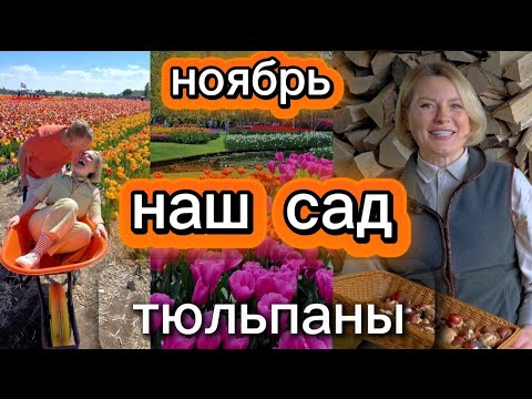Видео: Осень в нашем саду | Вдохновились Голландией и сажаем тюльпаны@FairyPatch 