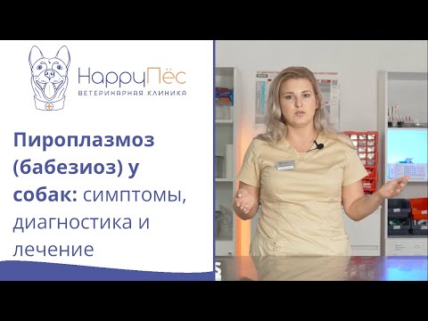 Видео: Пироплазмоз (бабезиоз) у собак: собаку укусил клещ, что делать