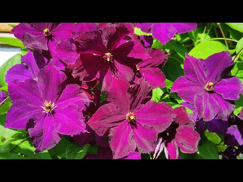 Видео: Мои КЛЕМАТИСЫ новинки сезона 2023