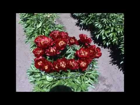 Видео: РАННИЕ ПИОНЫ