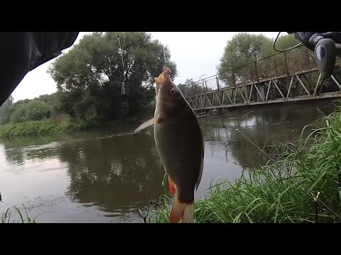 Видео: Ловля сазана на реке. Вечерняя Рыбалка-разведка на Свислочи. Беларусь 2020.