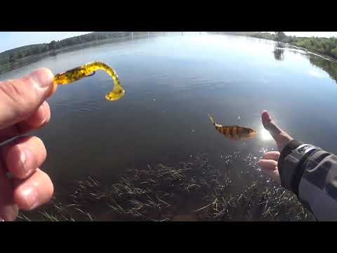 Видео: Рыбалка на Томи, красном и в Береговом, в одном видео.