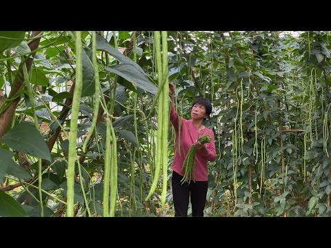 Видео: Бабушка сушит два вида традиционной вигны и жарит ароматное мясо