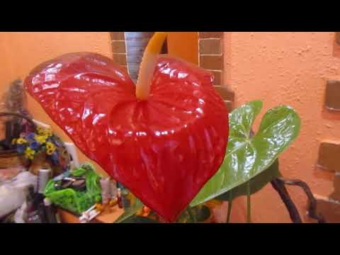 Видео: АНТУРИУМ ЗИМОЙ И УХОД ЗА НИМ . В ГОСТЯХ У ЕЛЕНЫ .