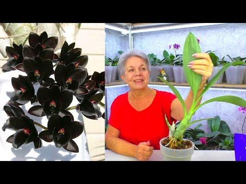 Видео: Что делать если орхидея не цветёт?  Черная орхидея Катасетум - "Морковка".
