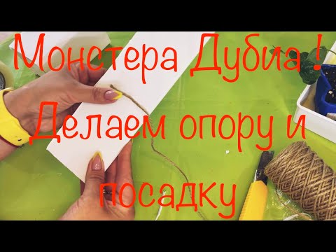 Видео: Monstera dubia 😍 Делаем опору и посадку
