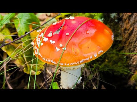 Видео: В лес за грибами🍄 #природа #алтай #тихаяохота #грибныеместа 