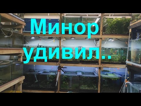 Видео: Минор удивил..