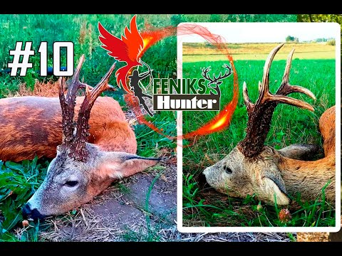 Видео: Трофейне полювання  на самця козулі/Трофейная охота на самца косули.