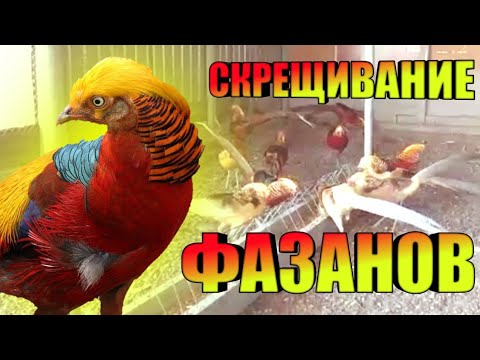 Видео: Меж видовой Скрешивание фазанов
