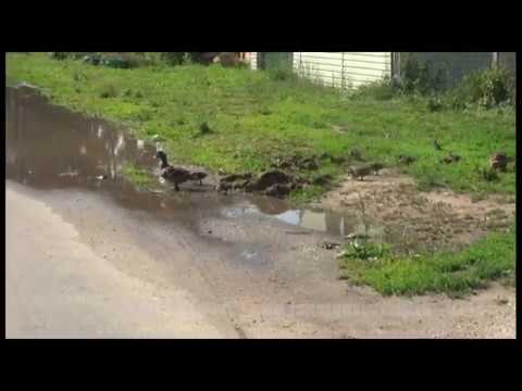 Видео: Подсадные утки. Выхаживание молодняка