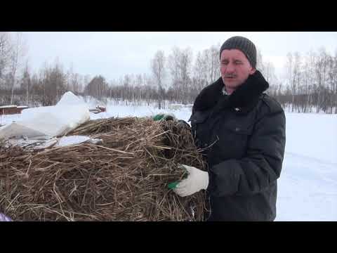 Видео: Лучший корм для КРС