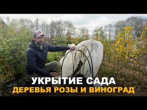 Видео: ЗАЧЕМ УКРЫВАТЬ САД НА ЗИМУ? Подготовка плодовых деревьев, винограда и роз к зиме.