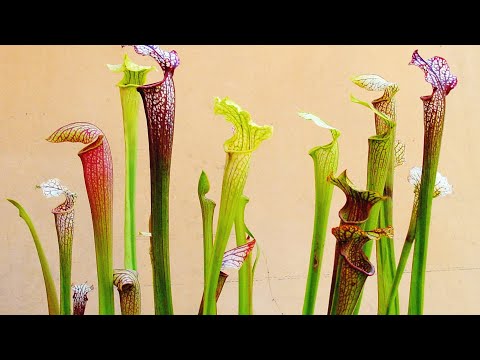 Видео: САРРАЦЕНИЯ | РАСТЕНИЕ-ХИЩНИК | УХОД В ДОМАШНИХ УСЛОВИЯХ