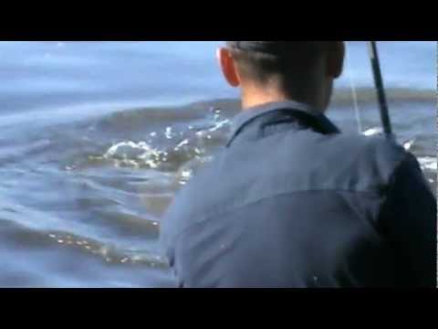 Видео: Белый Амур на 17800