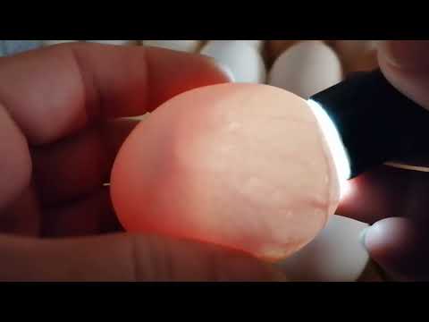Видео: Овоскопирование куриных яиц на 10 день.