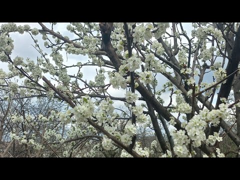 Видео: Весна пришла в станицу  Ессентукская.  Красота. Цветут плодовые деревья.