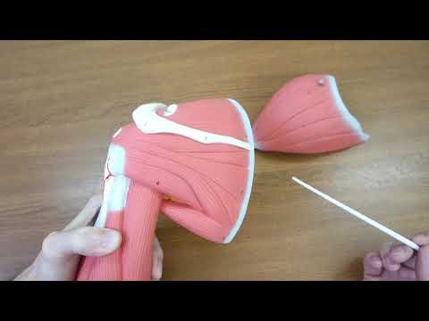 Видео: Мышцы плечевого пояса