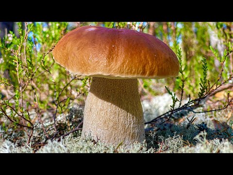 Видео: Грибники ОКУНУЛИСЬ в СЧАСТЬЕ! Сказочная Карелия, где Белые Грибы Боровики и Подосиновики и Опята