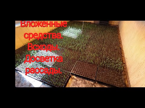 Видео: Бизнес на кукурузе. Часть 2