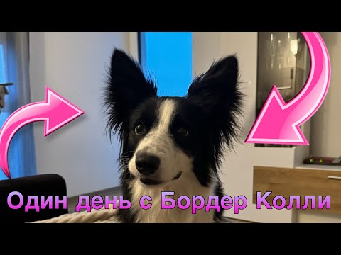 Видео: Влог: Один день с бордер колли  🐾🙃#bordercollie #оккидокки #okkidokki #влог #один день с бордер коли