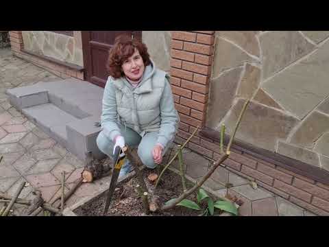 Видео: Омолоджуємо кущі троянд: обрізка, пілінг, обробка - пишне квітування забезпечено!