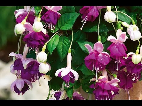 Видео: Дароо корунуз:фуксия гулун уй шартында  кобойтуу/размножение фуксии#комнатныецветы #фуксия