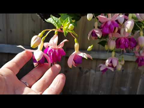 Видео: 537. АНГЛИЙСКИЕ САДЫ. НАШ САД РУКАМИ МУЖА.