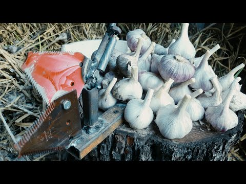 Видео: Станок для обрізки часнику. Швидко і зручно обрізати часник