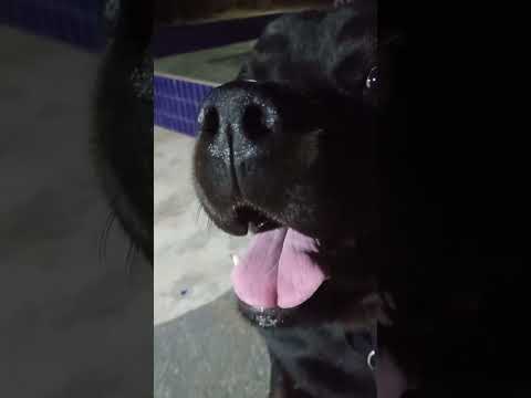 Видео: Наша вечерняя прогулка, которая не всегда бывает спокойной 