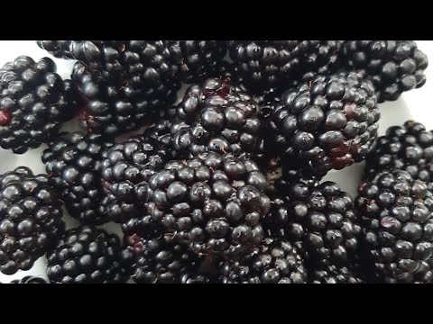 Видео: Вино из ежевики,  необычайно вкусное и ароматное (часть 1)