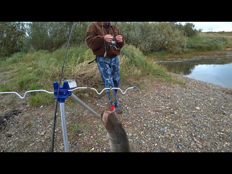 Видео: Щука на спиннинг с берега на Томи осенью 2021