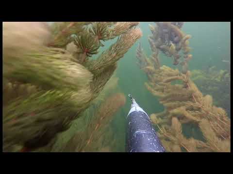 Видео: Подводная охота.