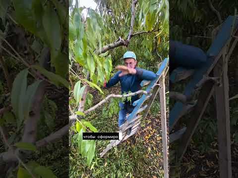 Видео: Как обновить ветви на чаше