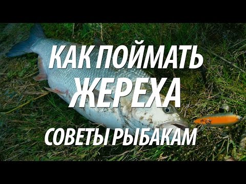 Видео: ЖЕРЕХОВАЯ РЫБАЛКА НА СПИННИНГ С БЕРЕГА. ЛОВЛЯ ЖЕРЕХА НА РЕКЕ ОДЕР