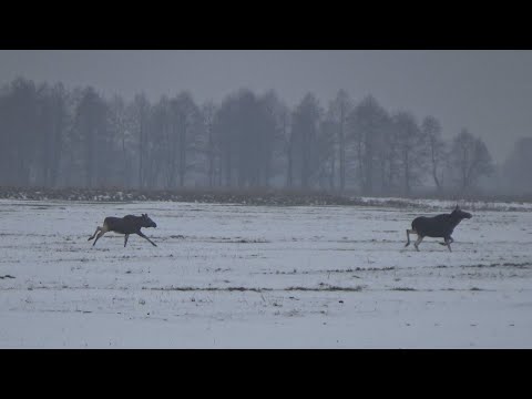 Видео: ЗАГОННАЯ ОХОТА НА ЛОСЯ, КАБАНА, КОСУЛЮ. Хватило одного загона