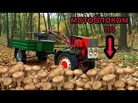 Видео: Мотоблок Форте. Опеньки.