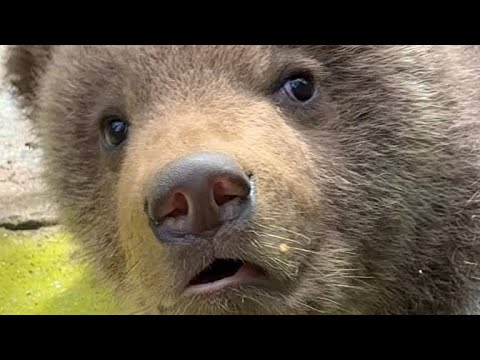 Видео: Медвежата бегают за мамой медведицей, а папа медведь ныряет в озеро!