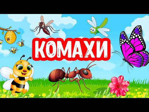 Видео: КОМАХИ розвиваюче відео