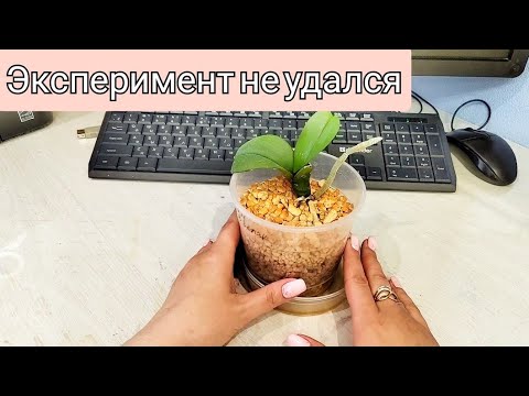 Видео: Эксперимент не удался 😢. За 6 месяцев у орхидеи нет РАЗВИТИЯ. Меняю грунт