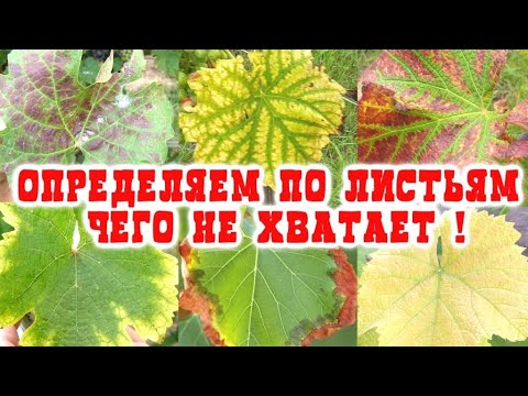 Видео: ОПРЕДЕЛЯЕМ ДЕФИЦИТ ЭЛЕМЕНТОВ ПИТАНИЯ ПО ЛИСТУ НА ВИНОГРАДЕ