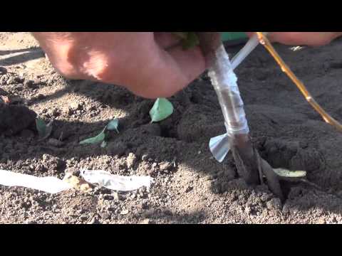 Видео: 🍒 Окулируем вишню на сеянцах магалебки. Grafting cherries.