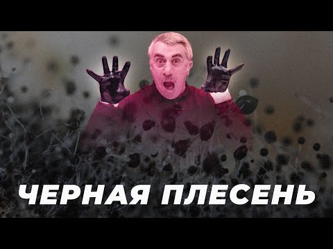 Видео: Черная плесень — страшилка или реальная угроза?