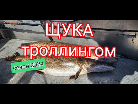 Видео: Щука троллингом. Открытие сезона 2024