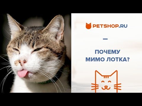 Видео: ПОЧЕМУ КОШКА ПЕРЕСТАЛА ХОДИТЬ В ЛОТОК?